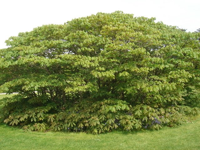 Aesculus parviflora 4
